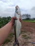 SHIMANO進(jìn)口碳氟東麗原絲釣魚(yú)線(xiàn)主線(xiàn)超柔軟子線(xiàn)強拉力臺釣尼龍線(xiàn)魚(yú)線(xiàn) 進(jìn)口東麗原絲紫色主線(xiàn)150米【單 4號 曬單實(shí)拍圖