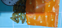 樓蘭蜜語(yǔ)綠香妃葡萄干618g 新疆吐魯番特產(chǎn)大顆粒免洗無(wú)籽葡萄干休閑零食 曬單實(shí)拍圖