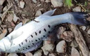 SHIMANO日本進(jìn)口東麗原絲釣魚(yú)線(xiàn)主線(xiàn)超柔軟子線(xiàn)強拉力高端碳氟尼龍線(xiàn) 東麗軟碳氟-紫色主線(xiàn)150米【進(jìn)口 2號 曬單實(shí)拍圖