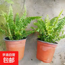 波士頓蕨耐陰水培綠植霸王蕨盆栽大盆長(cháng)藤葉垂吊腎蕨客廳室內雨林 波斯頓蕨20-30cm高原盆土2盆 曬單實(shí)拍圖