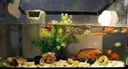 瘋狂水草孔雀魚(yú)活體水族寵物觀(guān)賞魚(yú)冷水耐活小型熱帶魚(yú)淡水魚(yú)苗 【3CM左右】精品孔雀魚(yú)A 共8條 曬單實(shí)拍圖