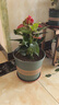 繽賢紅掌盆栽綠植花卉鴻運當頭白掌一帆風(fēng)順室內好養活四季開(kāi)花水培 特級大號紅掌2株原盆+肥料 #28 曬單實(shí)拍圖