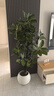 嘆為觀(guān)止大型植物發(fā)財樹(shù)各種大顆盆栽開(kāi)業(yè)喬遷客廳辦公室內好養大型花卉 造型鴨腳木【1.5-1.7米】 含盆 曬單實(shí)拍圖