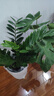 植男植女植男植女龜背竹客廳大盆栽大型綠植室內凈化空氣菱形盆源頭直發(fā) 曬單實(shí)拍圖