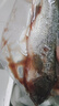 淡水鱸魚(yú)新鮮冷凍鮮活海鮮水產(chǎn)清蒸鱸魚(yú)超大條淡水鱸魚(yú)現殺真空 鱸魚(yú)凈重1.5斤（共2條） 曬單實(shí)拍圖
