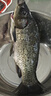 鮮活黃金鯽魚(yú)400-500g/條 曬單實(shí)拍圖