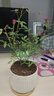 紅色姬月季  盆栽室內薔薇植物日本迷你陽(yáng)臺微月四季開(kāi)花好養花卉 姬月季（奶黃豎紋盆+鋪面黑石）+竹底托 帶盆栽好 曬單實(shí)拍圖
