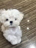 馬爾濟斯犬幼犬純種韓版小體寵物狗狗活體幼崽小型犬茶杯犬長(cháng)不大 寵物級 曬單實(shí)拍圖
