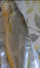 三都港 冷凍三去大黃魚(yú)凈重2斤/2條裝 寧德黃花魚(yú) 生鮮魚(yú)類(lèi) 曬單實(shí)拍圖