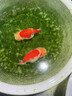 備能（BEINENG）維生素C魚(yú)用魚(yú)藥熱帶冷水魚(yú)水族VC片 曬單實(shí)拍圖