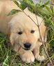 朵蔓純種金毛犬幼犬雙血統大骨架金毛家養大型家庭犬金毛聰明寵物狗狗 血統級 金毛 公 曬單實(shí)拍圖