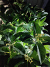 萬(wàn)田沃四季桂花樹(shù)苗盆栽嫁接矮化老樁盆景大植物開(kāi)花濃香室內外陽(yáng)臺庭院 原生金桂2公分粗度1.2米高度 其他 曬單實(shí)拍圖