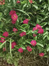 福東海  金絲皇菊35克 夏季高溫團購一朵一杯 黃山貢菊優(yōu)選泡水喝的花草茶葉搭胎菊枸杞金銀花杭白菊 曬單實(shí)拍圖