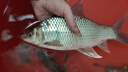 朝宇（ZHAOYU） 朝宇魚(yú)鉤魚(yú)線(xiàn)子線(xiàn)雙槽新關(guān)東伊勢尼雙鉤成品黑坑魚(yú)鉤綁好臺釣子線(xiàn)仕掛 有刺雙槽伊勢尼4.0號1.2線(xiàn)60CM 曬單實(shí)拍圖
