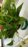 雙盟綠蘿盆栽除甲醛花卉綠植辦公室新房?jì)艋諝?80加侖2盆裝源頭直發(fā) 曬單實(shí)拍圖