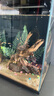 米家智能桌面魚缸+畫法幾何仿蕨類沉木造景套餐 曬單實拍圖