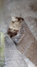 盛覓 新鮮大蒜頭現挖新蒜白紫皮大蒜批發(fā)干蒜糖醋蒜 2-2.5斤果徑30-50mm凈1.5+ 水果 水果 曬單實(shí)拍圖