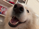 LEGENDSANDY藍氏狗糧金毛柯基拉布拉多泰迪全犬種成犬幼犬多肉蔬菜15kg30斤 曬單實(shí)拍圖