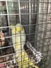 玄鳳鸚鵡活體鳥活物虎皮鸚鵡說話鳥幼鳥手養(yǎng)鳥雛鳥活體寵物 自選 2只（顏色和公母請聯(lián)系客服備注） 曬單實拍圖