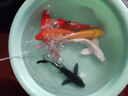 錦鯉魚(yú)活體觀(guān)賞魚(yú)活魚(yú)小型易養冷水淡水魚(yú)小魚(yú)苗錦鯉金魚(yú)好看錦鯉 16-18 六彩錦鯉套餐6條 曬單實(shí)拍圖