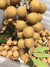 正宗瀘州新鮮張壩桂圓晚熟老品種桂圓龍眼現摘現發(fā)新鮮水果 5斤 瀘州正宗老樹(shù)桂圓大果 曬單實(shí)拍圖