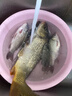 川澤高端競(jìng)技線組成品主線組PE加固配件全套魚(yú)線主線綁好黑坑大物線組 5.4米PE加固線組(3卷裝) 2.0號(hào) 曬單實(shí)拍圖