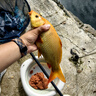 沃鼎王者神劍三代釣魚竿碳纖維超輕鯽魚竿大物竿魚桿臺(tái)釣竿5.4米 5.5H 曬單實(shí)拍圖