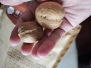 樓蘭蜜語(yǔ) 薄皮大核桃500g/袋*2 新疆紙皮核桃 新二核桃零食 果炒貨  曬單實(shí)拍圖