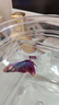 好養易活漂亮進(jìn)口寵物泰國斗魚(yú)活體觀(guān)賞魚(yú)淡水熱帶魚(yú)小型半月活魚(yú) 精品馬尾公1條 曬單實(shí)拍圖