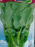 板藍根青菜種子烏斯曼種板藍根菘油1號籽種四季種植陽(yáng)臺蔬菜種孑 (種)板藍根菘油菜4包到手6 曬單實(shí)拍圖
