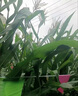 驅鳥(niǎo)神器盈滿(mǎn)田驅鳥(niǎo)劑驅鳥(niǎo)藥包農田防鳥(niǎo)高效趕鳥(niǎo)麻雀鴿子香精包 一大包體驗裝【30小袋】 曬單實(shí)拍圖