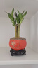 幼薇富貴竹室內(nèi)植物節(jié)節(jié)高桌面綠植帶根好養(yǎng)步步高花卉文昌竹客廳盆栽 富貴竹叢林+橘黃南瓜陶瓷盆+圓形底盤 帶盆栽好 曬單實(shí)拍圖