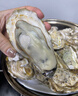 乳山牡蠣 鮮活乳山生蠔5XL 凈重5斤 9-10只 生鮮海鮮 源頭直發(fā) 中秋聚餐 曬單實(shí)拍圖