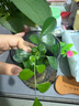 特價(jià)懶人水培綠植九里香綠蘿文竹室內(nèi)易養(yǎng)凈化空氣花卉盆栽 九里香5顆【不含盆】土培水培皆可10-15cm 曬單實(shí)拍圖