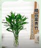 京云夢(mèng)富貴竹辦公室內盆栽轉運竹綠植居家花卉陽(yáng)臺無(wú)根不含瓶源頭直發(fā) 曬單實(shí)拍圖