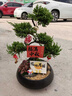 芙洛拉花園【兩小時(shí)達】五層塔松盆栽送導師青松綠植喬遷生日開(kāi)業(yè)重陽(yáng)節禮物 學(xué)術(shù)長(cháng)青【精致造景五層塔松盆景】 送導師推薦 曬單實(shí)拍圖