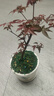 臨雅紅楓盆景樹(shù)苗綠植物室內桌面辦公室內盆栽老樁耐寒配白盆源頭直發(fā) 曬單實(shí)拍圖