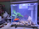 森森超白魚(yú)缸過(guò)濾制氧一體機自循環(huán)客廳水族箱桌面懶人小型玻璃 超白玻璃 250真水榕（贈豪華濾材+棉） 曬單實(shí)拍圖