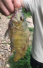 simago喜曼多拐杖釣魚(yú)傘12棱防轉手杖雙層釣傘防暴雨紫外線(xiàn)遮陽(yáng)傘2.4米 曬單實(shí)拍圖