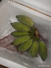 廣西蘋(píng)果蕉多喜啦香蕉青皮生蕉自然熟新鮮蘋(píng)果蕉粉蕉生鮮 凈重3斤 曬單實(shí)拍圖