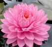 煦凜德國(guó)睡蓮種子四季開花魚缸水培植物帶花苞碗蓮花種籽無土水培睡蓮精品睡蓮種子5顆已開口【顏色隨機(jī)】 曬單實(shí)拍圖