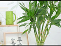 植男植女富貴竹水培竹子植物綠植室內(nèi)好養(yǎng)盆栽不帶根6/70cm含盆源頭直發(fā)  曬單實(shí)拍圖