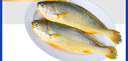 GUO LIAN國聯(lián)三去黃花魚(yú)2條共凈重2斤國產(chǎn)寧德東海大黃魚(yú)中秋聚餐海鮮食材 曬單實(shí)拍圖