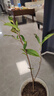 登越正宗茶葉苗龍井茶葉苗綠茶苗鐵觀(guān)音茶苗白茶樹(shù)苗毛尖茶苗綠化苗 龍井4年苗【當年可采摘】 20cm(含)-30cm(不含) 曬單實(shí)拍圖