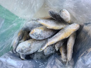 5斤小黃花魚(yú)新鮮冷凍小黃魚(yú)海鮮水產(chǎn)魚(yú)類(lèi)生鮮黃花魚(yú) 5斤（一斤9-12條） 曬單實(shí)拍圖