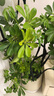 大型盆栽各種植物發(fā)財樹(shù)金錢(qián)樹(shù)綠蘿慶典喬遷盆景綠植辦公室內客廳 造型鴨腳木1.2-1.4米【聚寶盆】 含盆 曬單實(shí)拍圖
