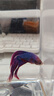 好養易活漂亮進(jìn)口寵物泰國斗魚(yú)活體觀(guān)賞魚(yú)淡水熱帶魚(yú)小型半月活魚(yú) 精品馬尾公1條 曬單實(shí)拍圖