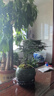 文竹盆栽植物室內(nèi)花卉盆景客廳辦公室桌面小綠植好養(yǎng)云竹四季常青 精品文竹+冰釉淺綠盆+圓底托+苔蘚 曬單實(shí)拍圖