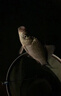 達億瓦（DAIWA）25新款先調子并繼鯽魚(yú)竿碳素插節鯽桿野釣超輕量手竿十大品牌 4.5m 15尺（4.5米） 曬單實(shí)拍圖