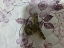 4CM果凍色半透明小抓夾半扎發(fā)小號鯊魚(yú)夾甜美交叉碎發(fā)夾 TS53-果凍色小抓夾2個(gè)隨機 曬單實(shí)拍圖